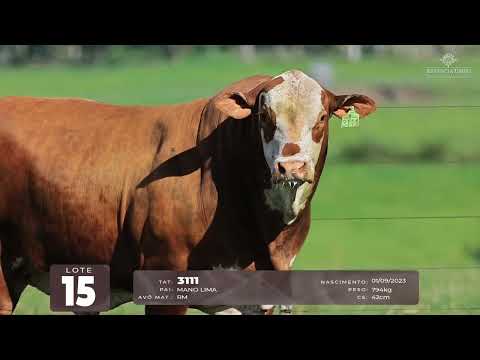 LOTE 15