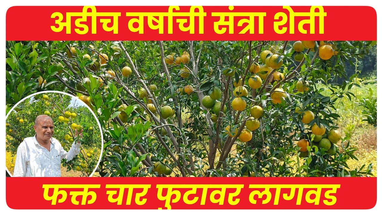 Santra Sheti : 16 बाय 4 लागवड करून विकसित केले नवे पीक तंत्रज्ञान लाखोचे उत्पन्न्न 