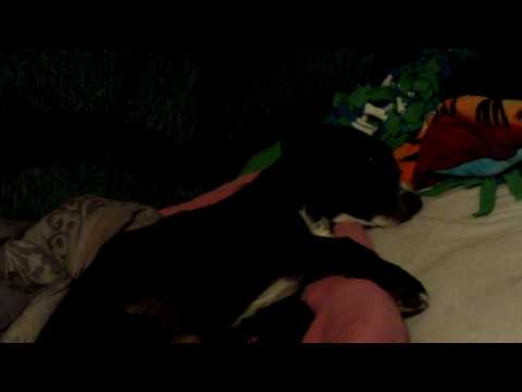 harley-cooper 014.MOV