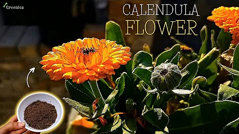 A Comprehensive Guide on Calendula Flower Plant Care! - Greenica