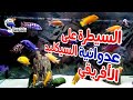 كيفية السيطرة على عدوانية السيكليد الأفريقي 