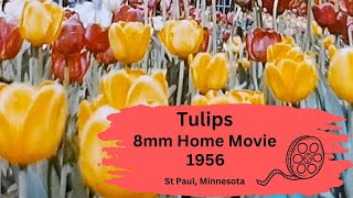 Tulips in St Paul Minnesota - Untouched 1956 8mm Home Movie by Seventy Three Arland 26 views 5 months ago 1 minute, 56 seconds