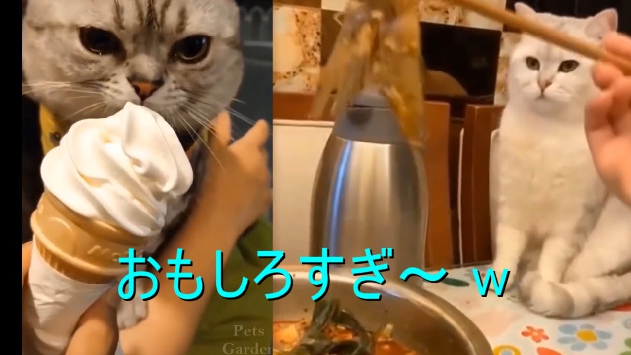 おもしろかわいすぎる猫と犬と動物たち 002 Shorts 動物 犬 猫 他色々 まとめ動画