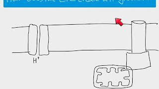 A2 Biology - The Electron Transport Chain and oxidative phosphorylation