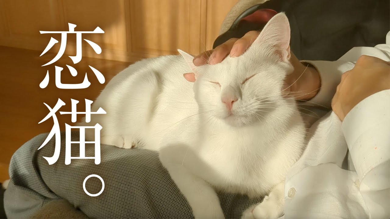 A stray cat rescued by a classy family. - YouTube