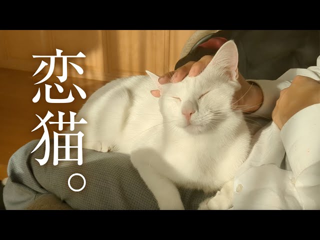 レノックス　猫　白猫　A Prrrfect Family レノックス 猫 白猫 A Prrrfect Family