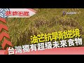 熱線追蹤 - 台灣油芒 抗旱超級作物