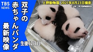【最新映像】上野動物園・双子の赤ちゃんパンダ　体重も順調に増える　（８月２３日撮影）