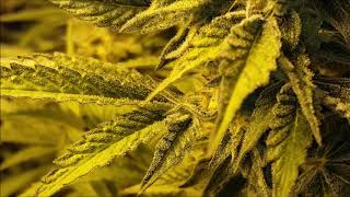 Sherb Breath ep .14