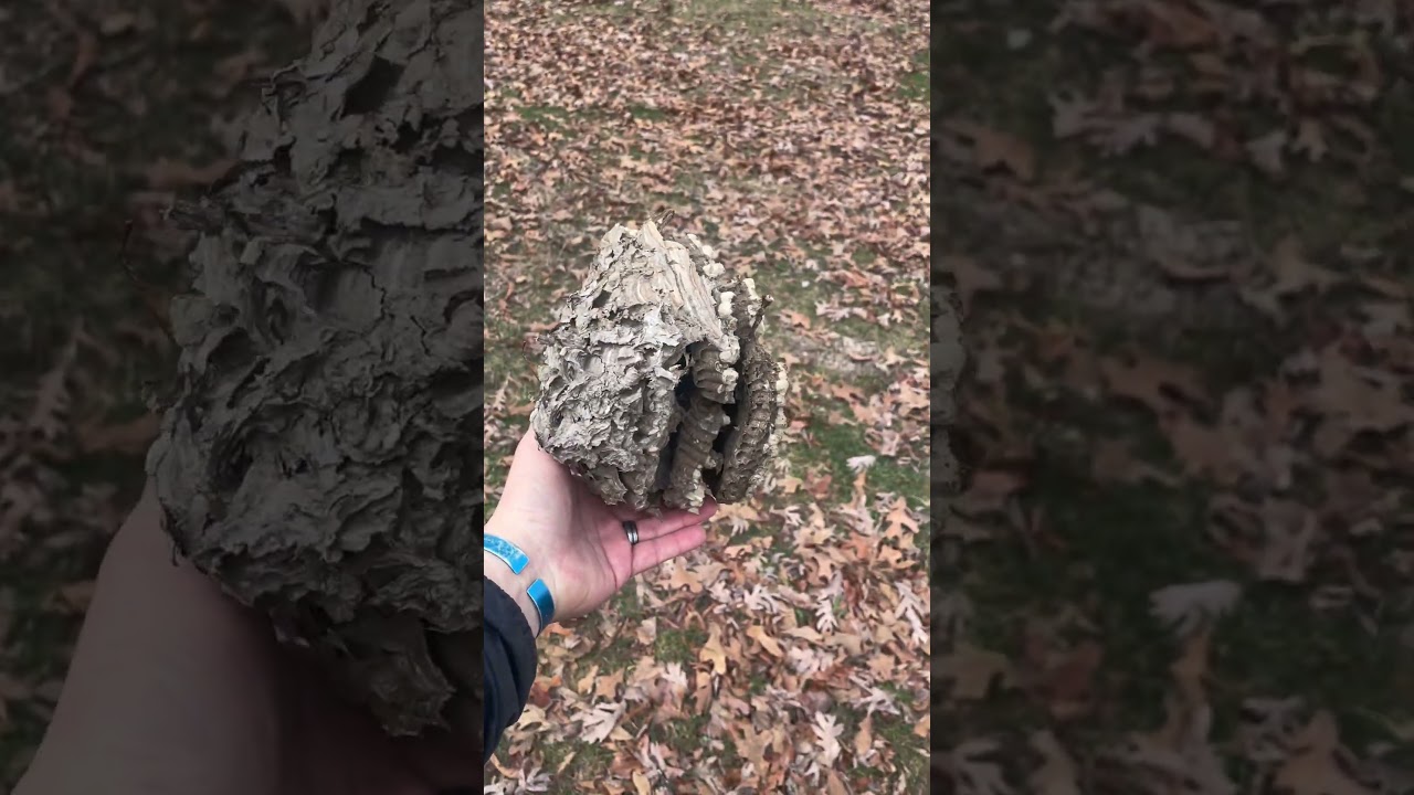 Day 2 of Scout Winter Camp at Rhodes France in Illinois