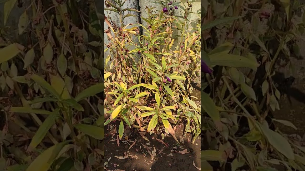 How  to  Collect Seed   from Balsam