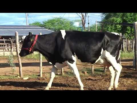 LOTE 21 MAREADA ALTA JAKE DA VASILVA 5244 bo