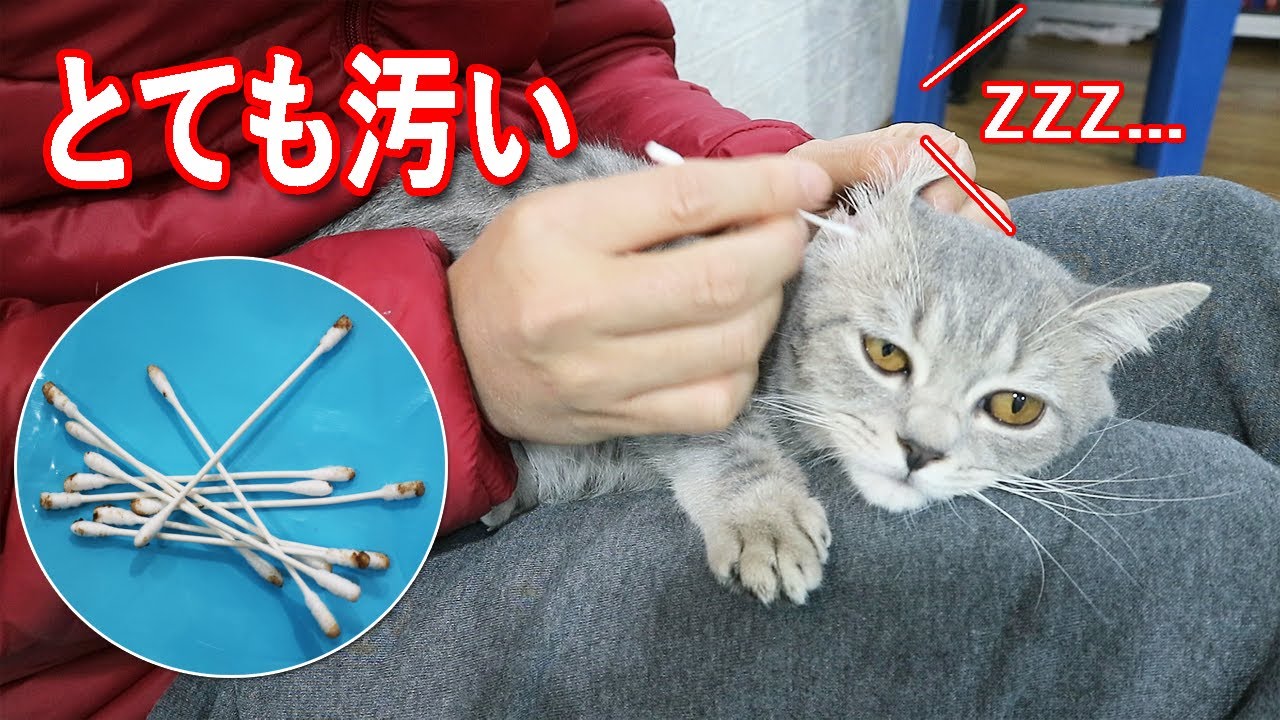 猫の耳掃除 猫は耳をきれいにする方法を知りません 猫の通常の耳垢の色とは 黒 茶色 耳掃除の頻度は 綿棒は使って良いの Youtube 猫の耳掃除 猫は耳をきれいにする方法を知りません 猫の通常の耳垢の色とは 黒 茶色 耳掃除の頻度は 綿棒は使って良いの Youtube
