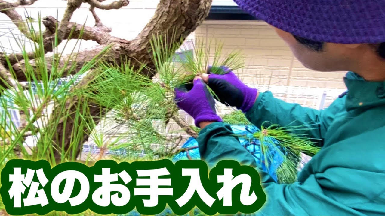 正月までに（松のお手入れ）作業動画で参考になります。 - YouTube