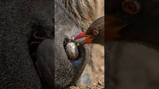 🐦 Bird Removes a Tick in Extreme Macro! 😱🐜