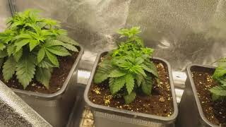 THRASHERDUDE Northern Lights week 1 after topping.