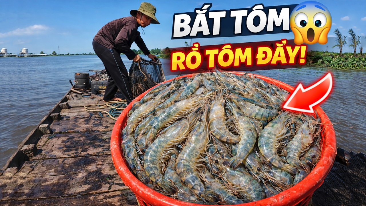 Cào Tôm Trên Sông – Không Ngờ Tôm Nhiều Đến Vậy!