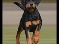 lomotif de rottweiler mais fofos