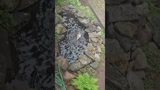 Blondie came back for a swim #duck #bird #outdoors #nature #youtubeshorts #shorts #hunting #new #hot