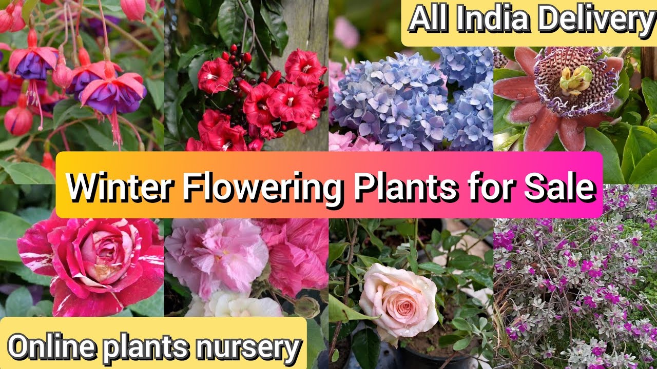 Permanent winter flowering plants for sale, online plants nursery, Rare