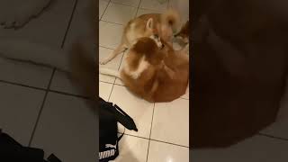 The love-hate relationship continues #akita #shortspet #pets #puppy #dogscute #cute #love