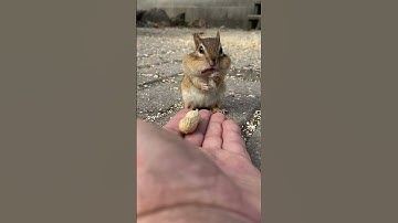 Handfeeding Peanuts to a Little Chipmunk || ViralHog