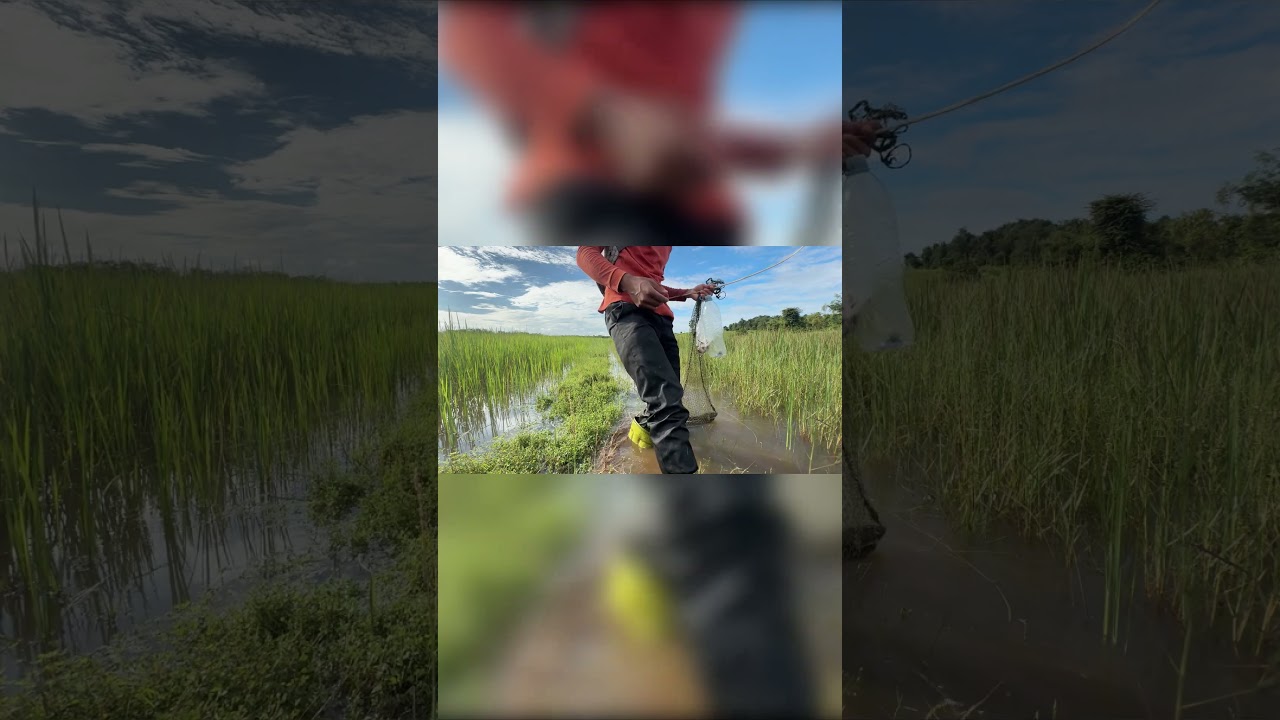 Morning Fish Trap Surprise – Thought It Was Fish, But a Snake! 😱🐍