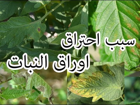 فيديو: علاج تعفن جذور قطن البقان - ما يجب فعله حيال تعفن جذور القطن في أشجار البقان