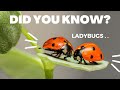 Did you know that one ladybug can eat up to 5000 insects in its lifetime