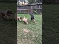 Our Rescue 🛟 Playing W/ Our American Bully #qbnkennel