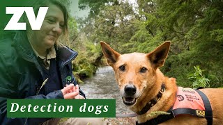 Zoos Victoria’s Detection Dog Squad: Meet Kip the wildlife detection dog!