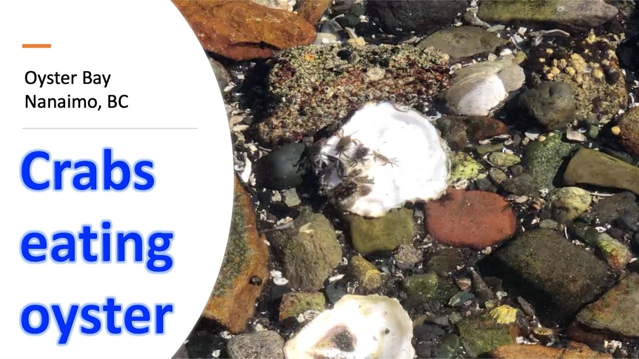 Crabs eating oyster YouTube