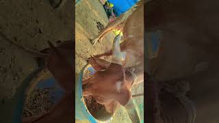 April 25, 2026#cow #farming how to start dairy farm in india #baffalo #cowfeed #dairyfarmers