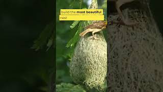 Weaver birds are nature's engineers