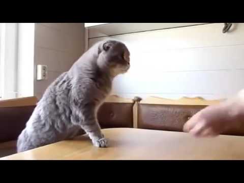 Lustige Katzen Videos Zum Totlachen Bitte Teilen