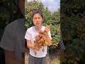 I tried to eat the delicious sweet lychee I picked from the tree | Amazing juicy lychees #lychee