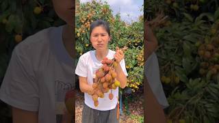 I tried to eat the delicious sweet lychee I picked from the tree | Amazing juicy lychees #lychee