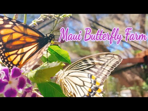 The Maui Butterfly Farm Tour 2021