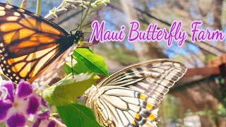 The Maui Butterfly Farm Tour 2021