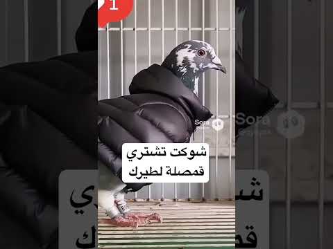 قمصلة للطيور 