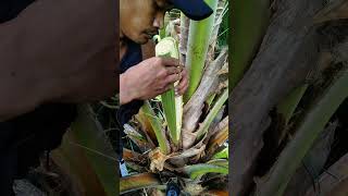 Coconut Flower Peeling Process 🌴 Skilled Farmer at Work #CoconutFarming #TraditionalHarvest #Shorts