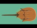 BxCM Fun Fact Friday&#39;s: The Horseshoe Crab