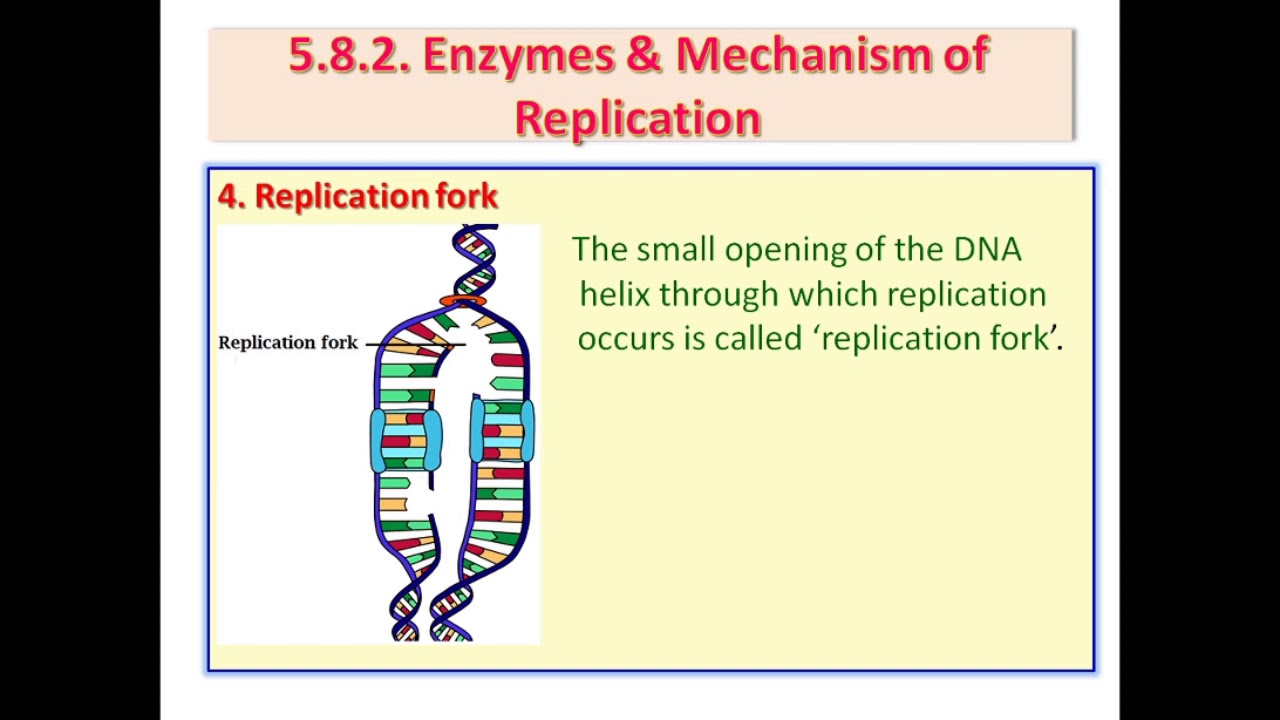 Molecular Episode 19, Enzymes & the mechanism of replication