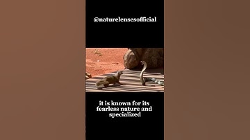 king cobra vs mongoose a deadly battle #shorts #short