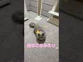 床に落ちてるねこ様ฅ( ˙꒳​˙ ฅ)#ラガマフィン #ねこのいる生活 #ねこ動画
