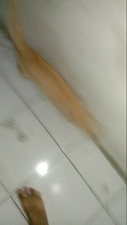 Saya entot kamu
