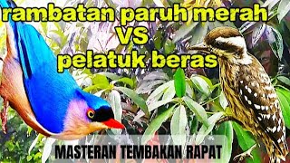 Masteran tembakan rapat !!!  suara rambatan dan pelatuk beras