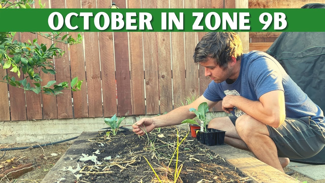 FALL GARDENING IN ZONE 9b / Root Knot Nematodes / Planting Beans