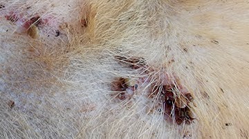 Dog Ticks Remove - Easy And Fast Way To Remove All Ticks From Poor Dog - Save Poor Dog EP 76