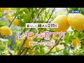 レモンの育て方【プランター栽培】コーナン